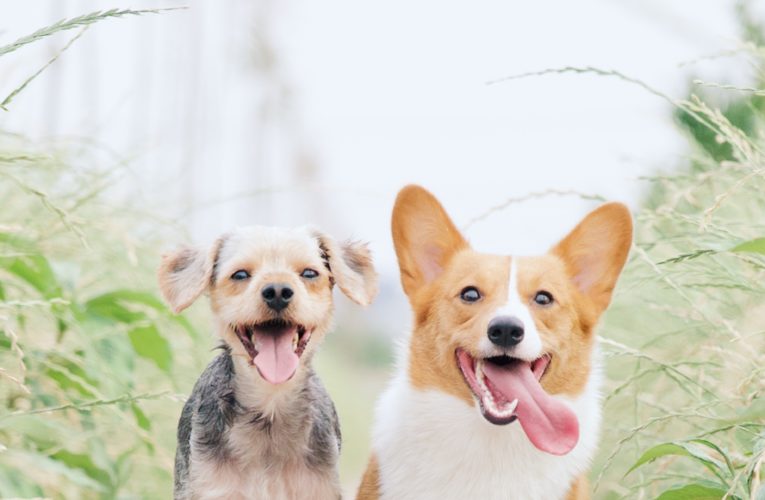 Preventing Home Dog Fights in Conroe