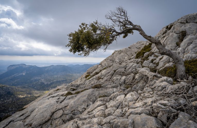 Conroe: The Importance of Resilience in Overcoming Trauma